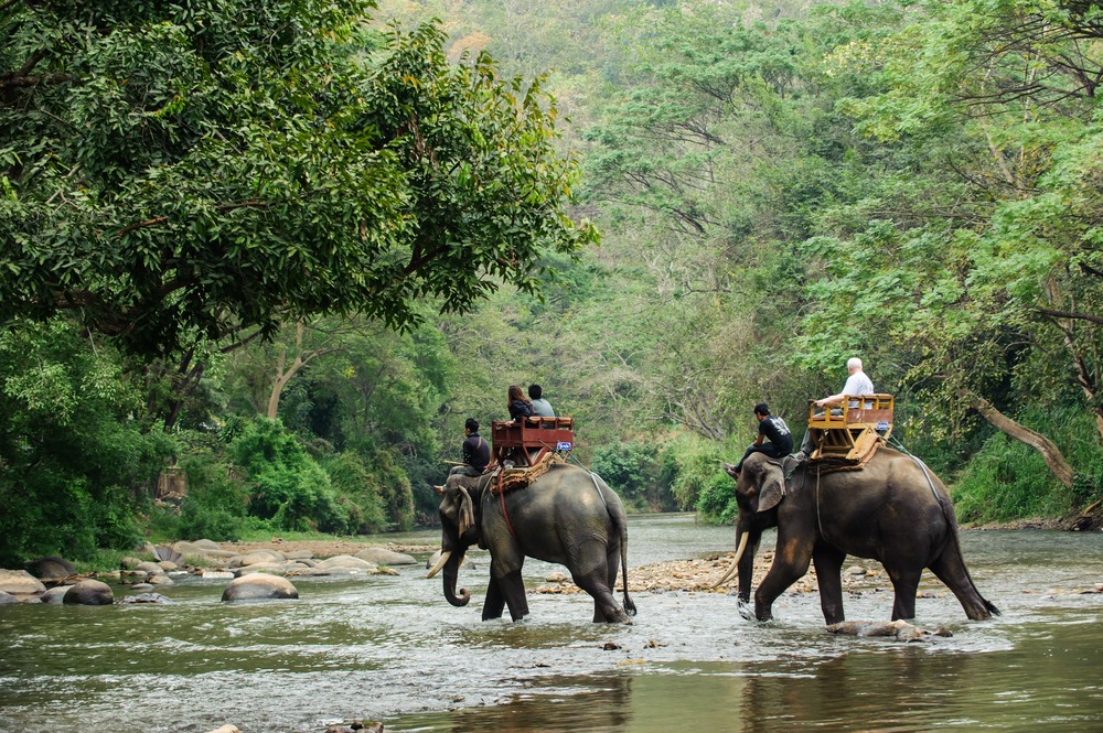 jaldapara elephant safari charges